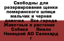 Свободны для резервирования щенки померанского шпица мальчик и черная девочка  - Все города Животные и растения » Собаки   . Ямало-Ненецкий АО,Салехард г.